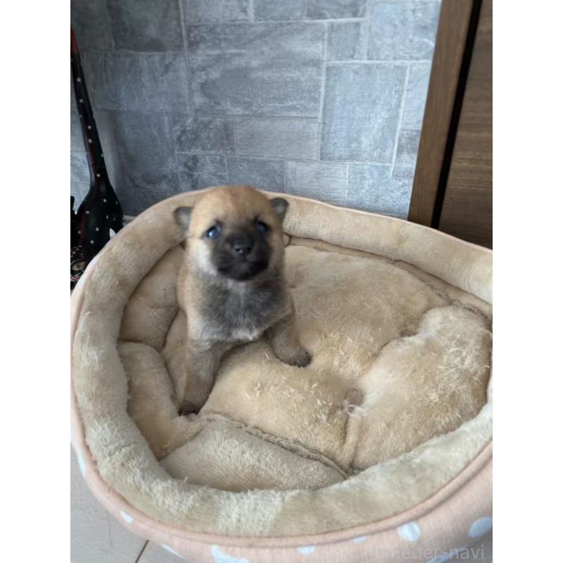 販売中の茨城県の豆柴-435067の5枚目