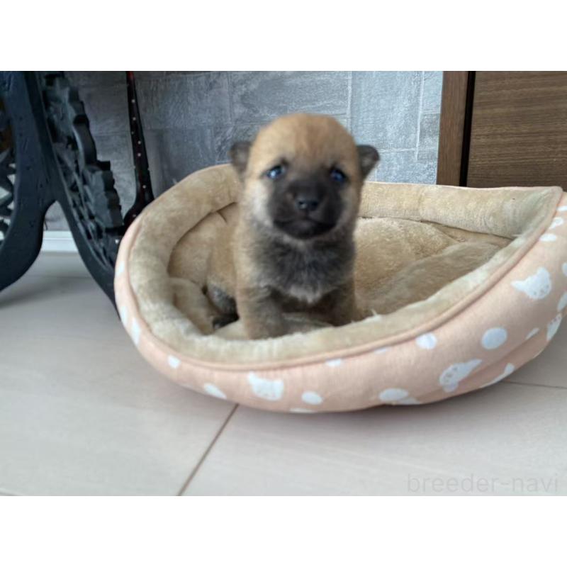 販売中の茨城県の豆柴-435067の3枚目