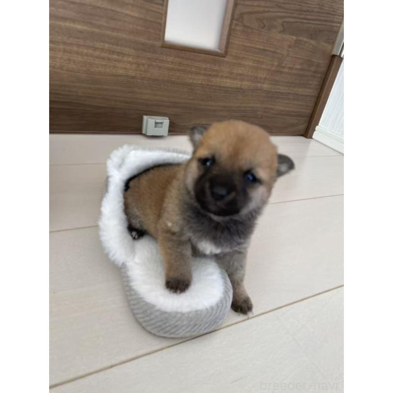 販売中の茨城県の豆柴-435067の2枚目