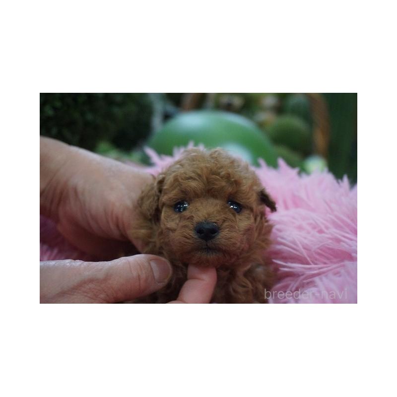 販売中の京都府のタイニープードル-435068の5枚目