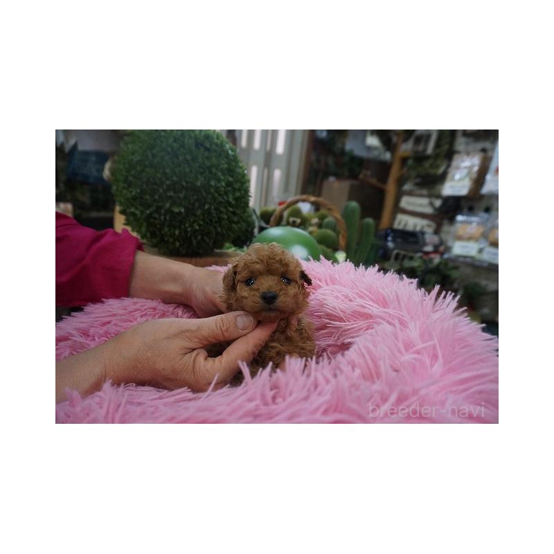 販売中の京都府のタイニープードル-435068の3枚目