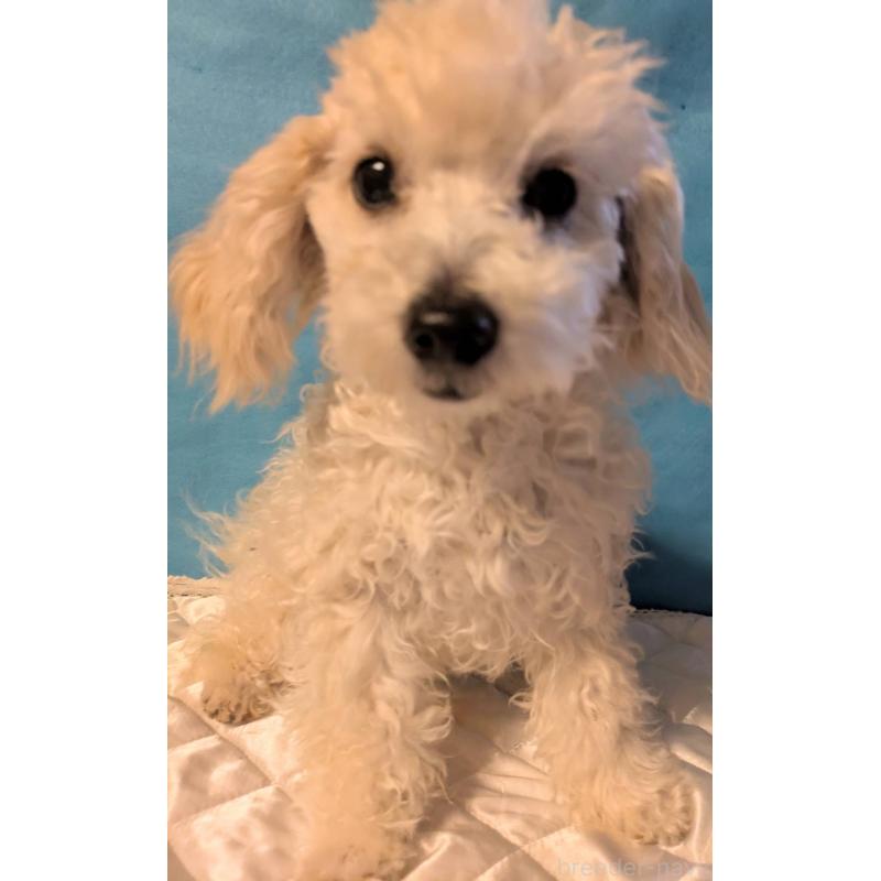 販売中の埼玉県のマルプー:マルチーズ×トイプードル-404585の6枚目