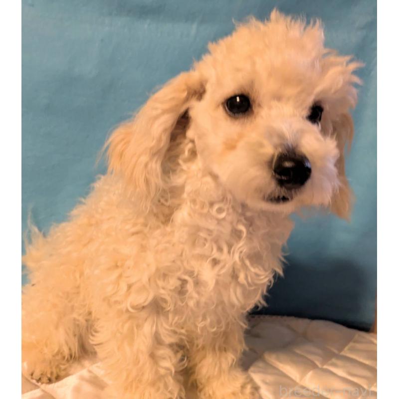 販売中の埼玉県のマルプー:マルチーズ×トイプードル-404585の5枚目