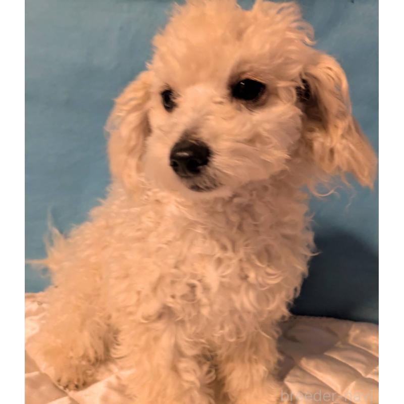 販売中の埼玉県のマルプー:マルチーズ×トイプードル-404585の4枚目