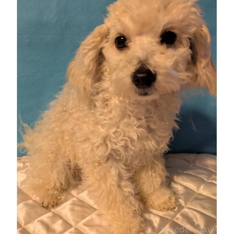 販売中の埼玉県のマルプー:マルチーズ×トイプードル-404585の1枚目