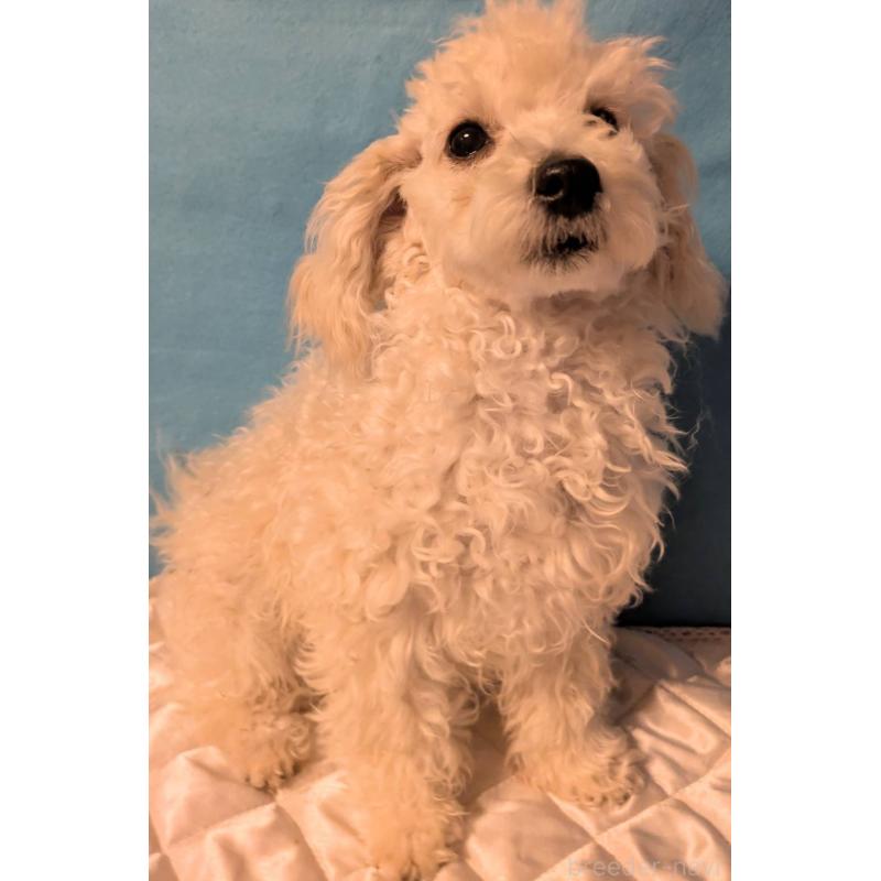 販売中の埼玉県のマルプー:マルチーズ×トイプードル-404585の3枚目