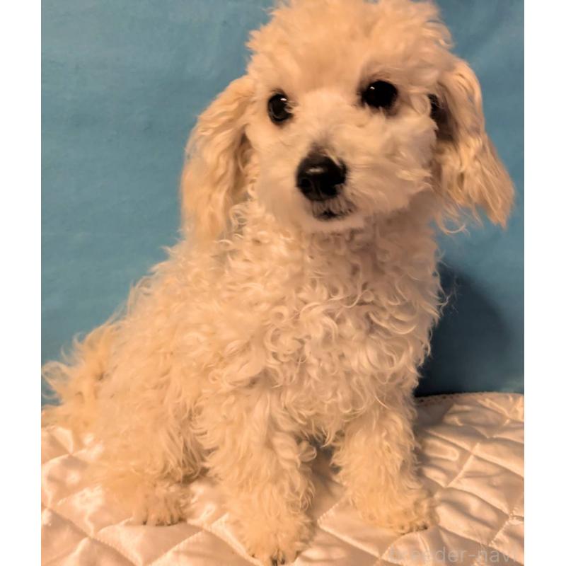 販売中の埼玉県のマルプー:マルチーズ×トイプードル-404585の2枚目