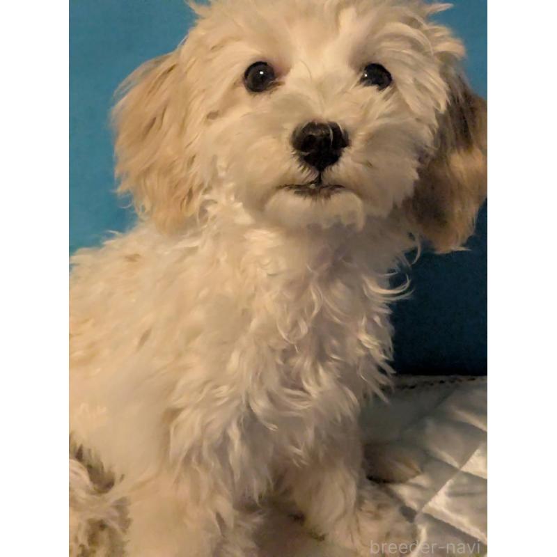 販売中の埼玉県のマルプー:マルチーズ×トイプードル-435069の6枚目