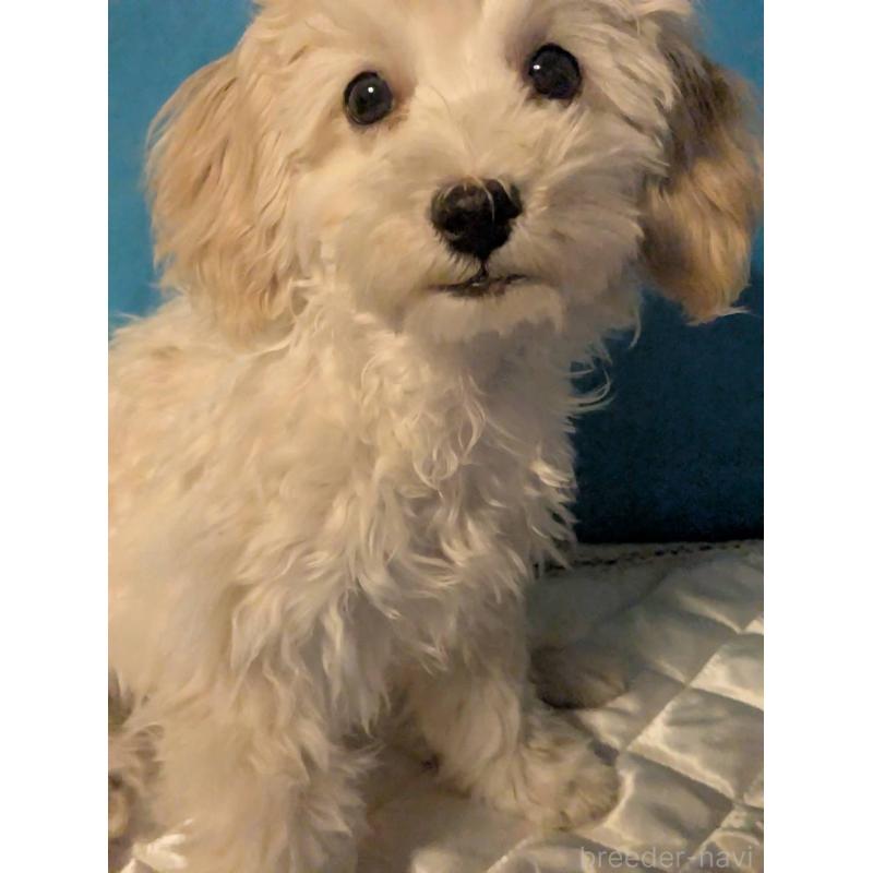 販売中の埼玉県のマルプー:マルチーズ×トイプードル-435069の5枚目