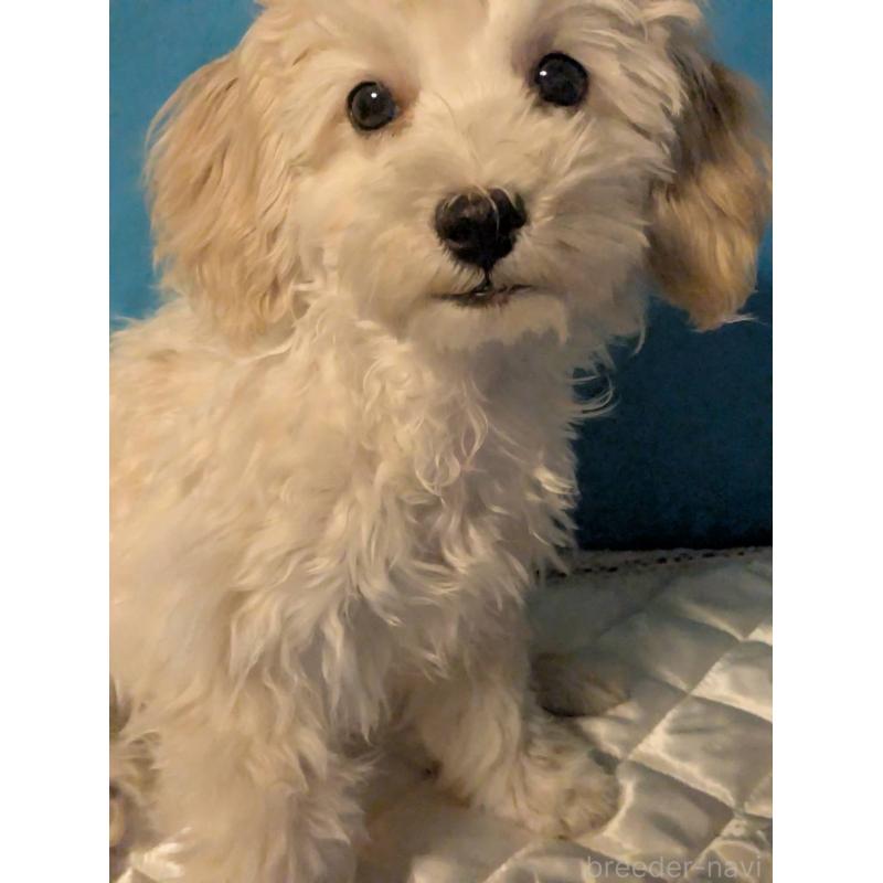 販売中の埼玉県のマルプー:マルチーズ×トイプードル-435069の1枚目