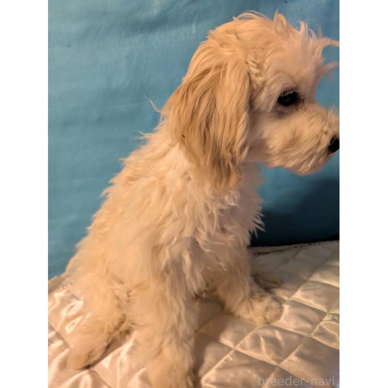 販売中の埼玉県のマルプー:マルチーズ×トイプードル-435069の4枚目