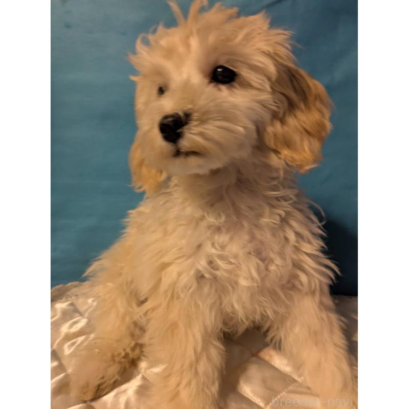 販売中の埼玉県のマルプー:マルチーズ×トイプードル-435069の3枚目