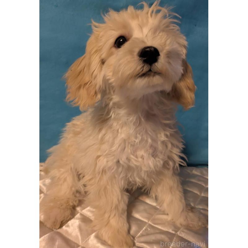 販売中の埼玉県のマルプー:マルチーズ×トイプードル-435069の2枚目