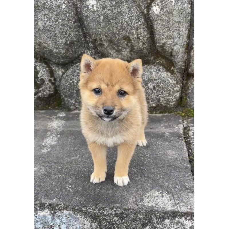 販売中の大分県の豆柴-426611