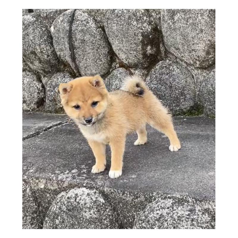 販売中の大分県の豆柴-426611の5枚目