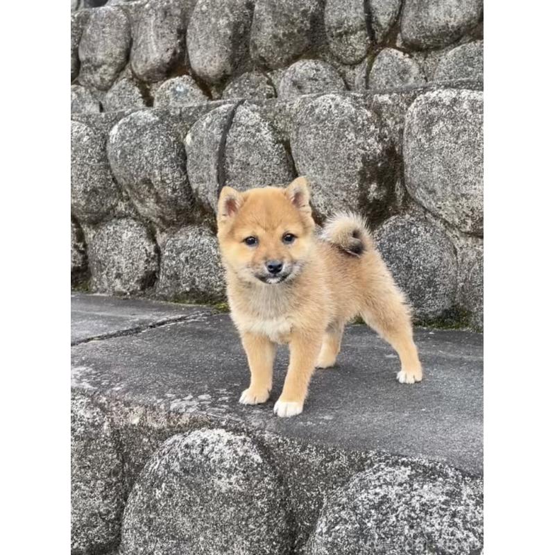 販売中の大分県の豆柴-426611の4枚目