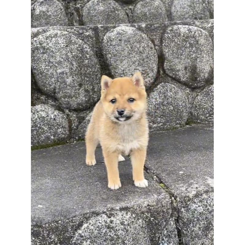 販売中の大分県の豆柴-426611の3枚目