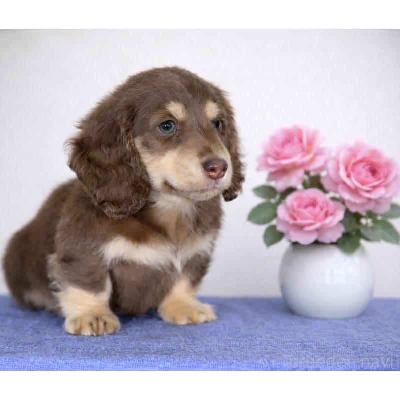 販売中の愛媛県のミニチュアダックスフンド(ロングヘアード)-435071の5枚目