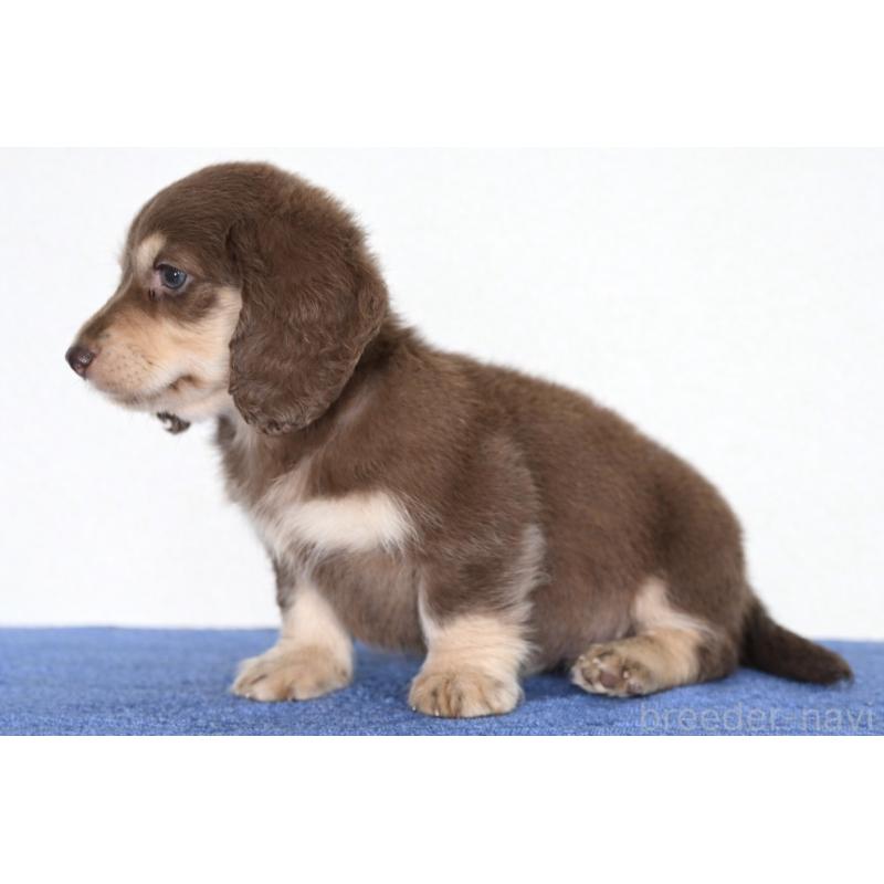 販売中の愛媛県のミニチュアダックスフンド(ロングヘアード)-435071の4枚目