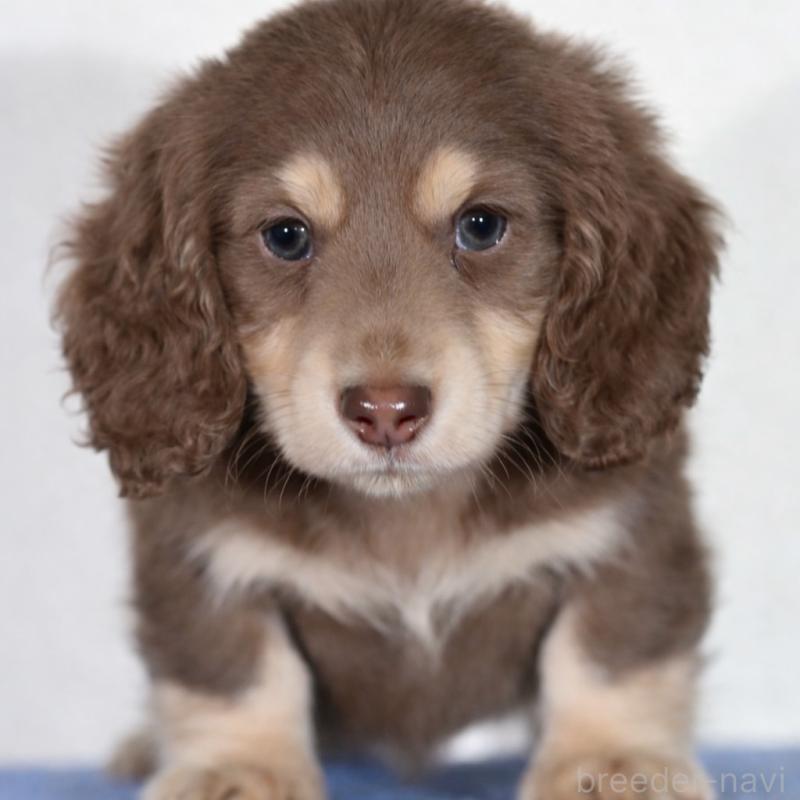 販売中の愛媛県のミニチュアダックスフンド(ロングヘアード)-435071の3枚目