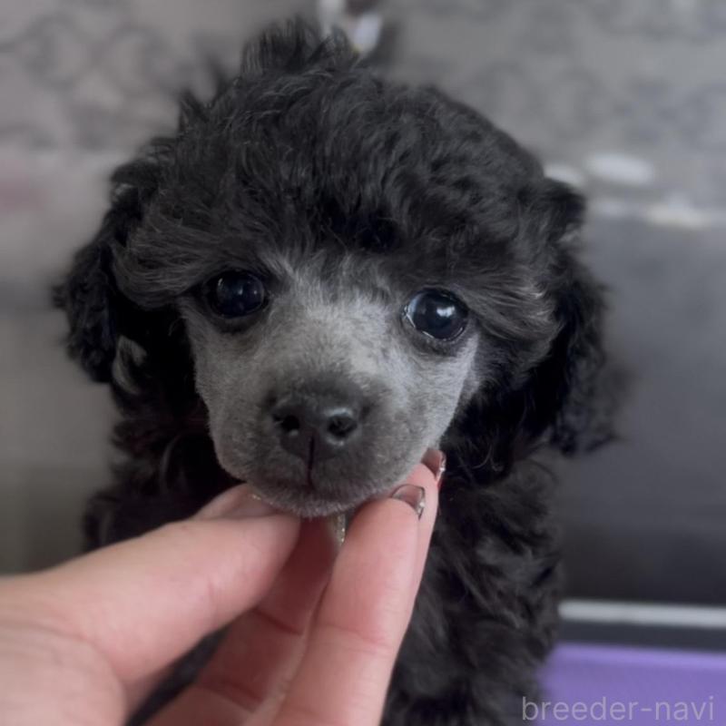 販売中の青森県のトイプードル-435070の3枚目