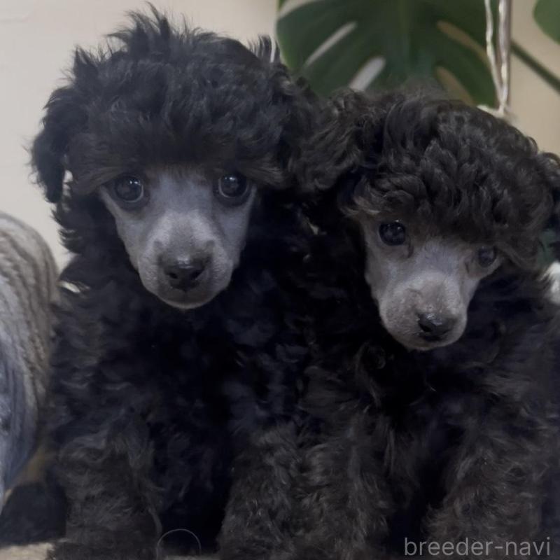 販売中の青森県のトイプードル-435070の2枚目