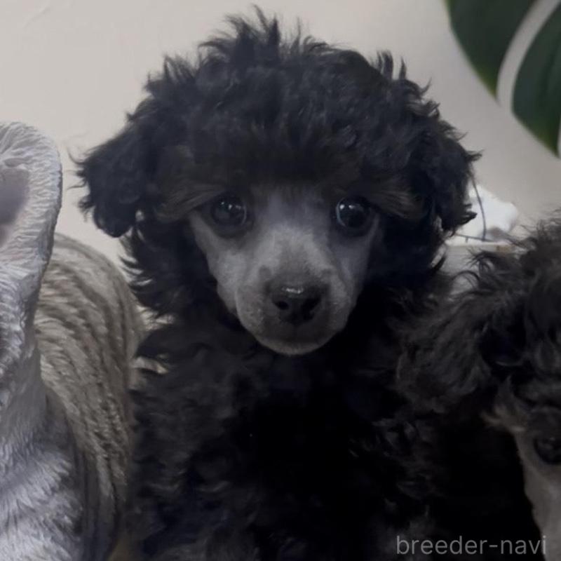 販売中の青森県のトイプードル-435070