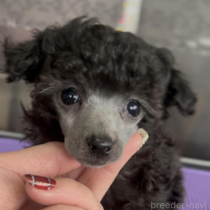 販売中の青森県のトイプードル-435072の1枚目