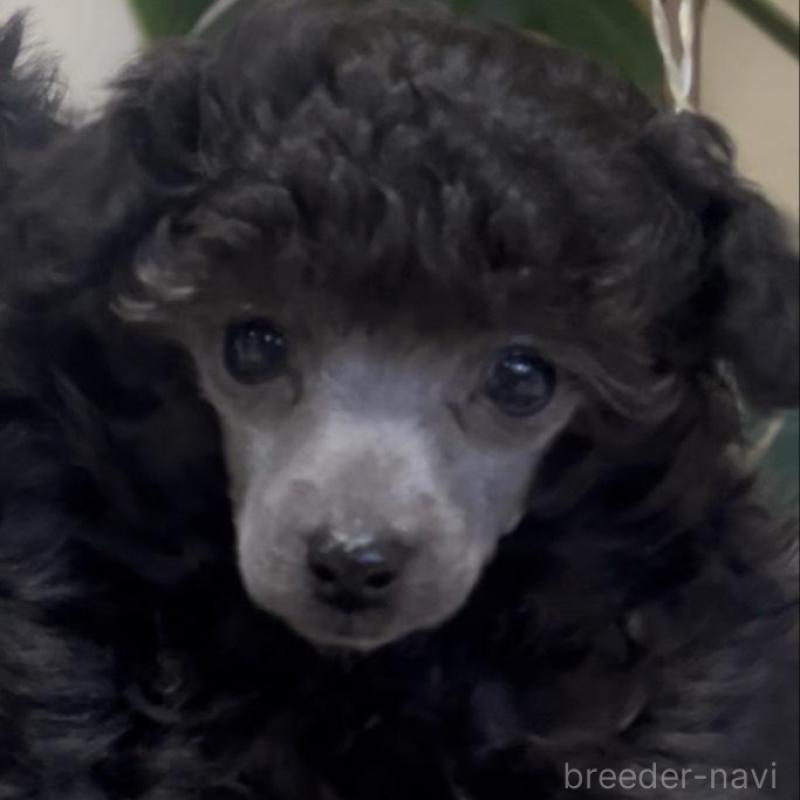 販売中の青森県のトイプードル-435072の3枚目