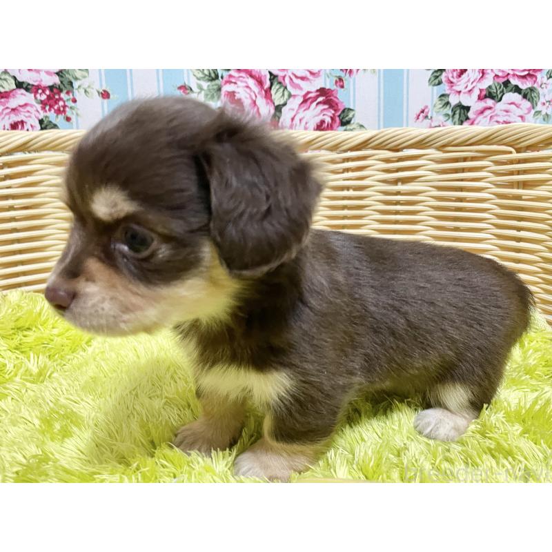 販売中の秋田県のチワックス:チワワ×ミニチュアダックスフンド-435092の10枚目