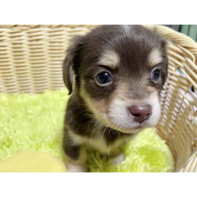 販売中の秋田県のチワックス:チワワ×ミニチュアダックスフンド-435092の9枚目