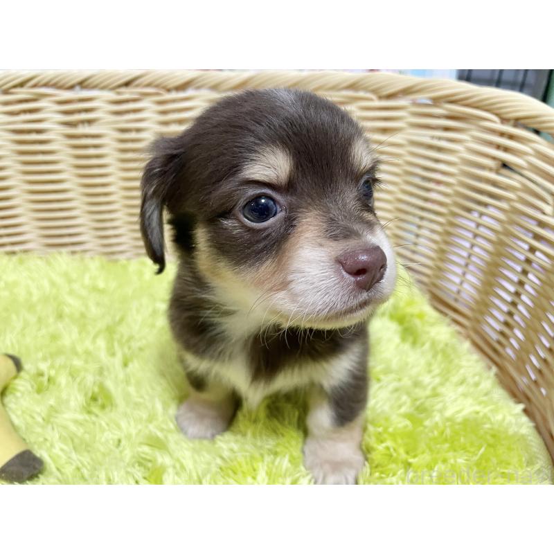 販売中の秋田県のチワックス:チワワ×ミニチュアダックスフンド-435092の6枚目