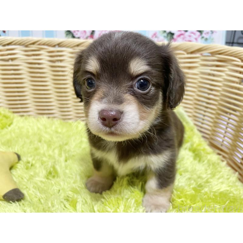 販売中の秋田県のチワックス:チワワ×ミニチュアダックスフンド-435092の5枚目