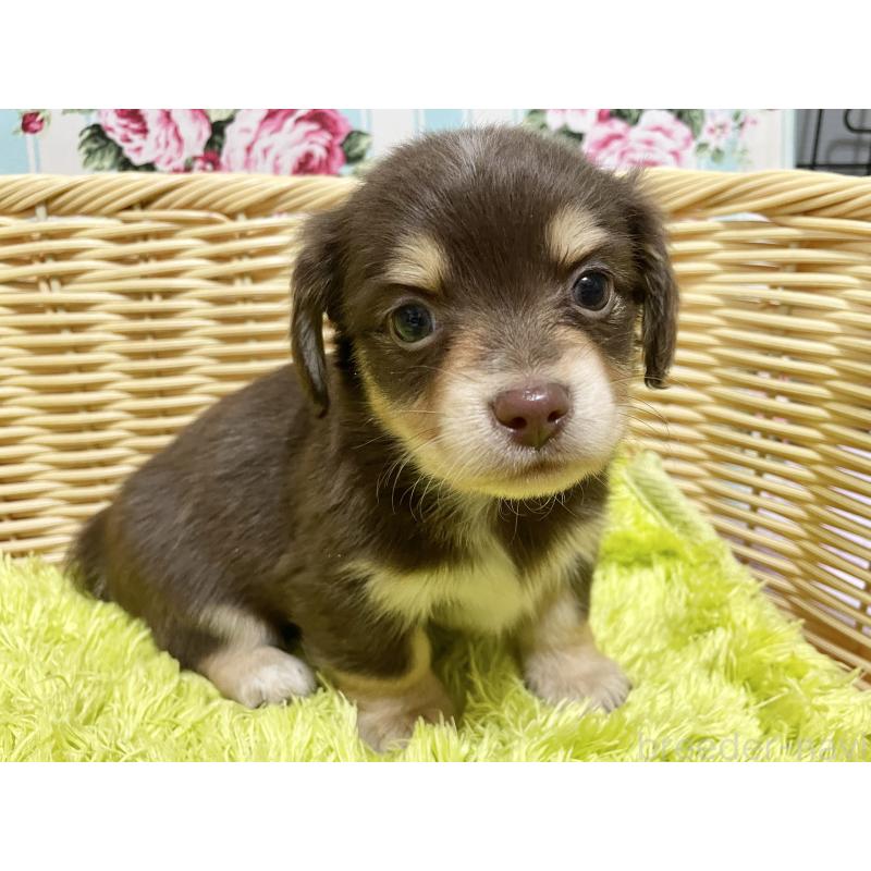 販売中の秋田県のチワックス:チワワ×ミニチュアダックスフンド-435092の2枚目