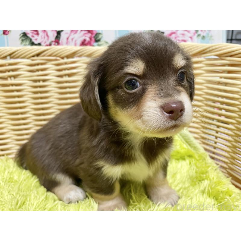 販売中の秋田県のチワックス:チワワ×ミニチュアダックスフンド-435092