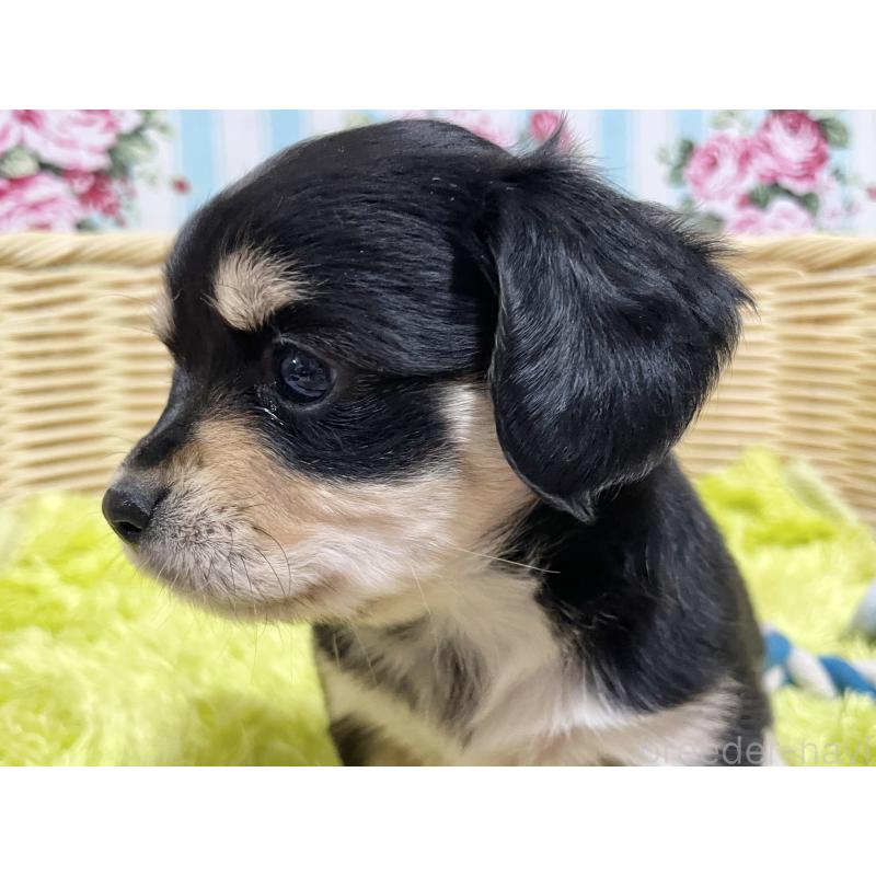 販売中の秋田県のチワックス:チワワ×ミニチュアダックスフンド-435091の13枚目