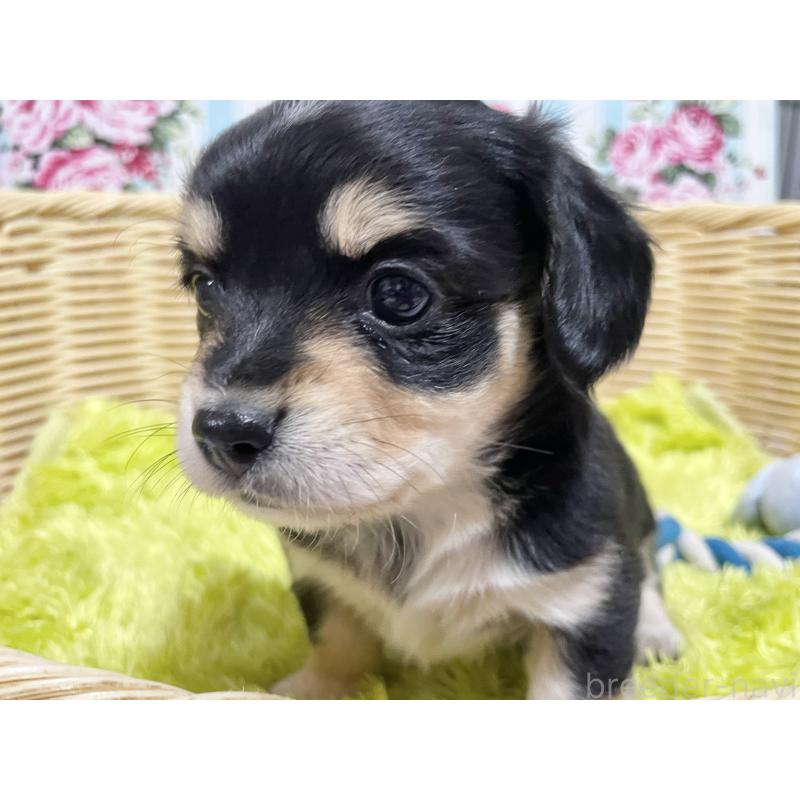 販売中の秋田県のチワックス:チワワ×ミニチュアダックスフンド-435091の12枚目