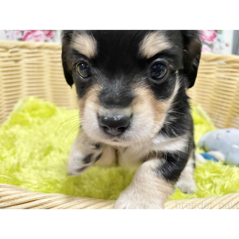 販売中の秋田県のチワックス:チワワ×ミニチュアダックスフンド-435091の11枚目