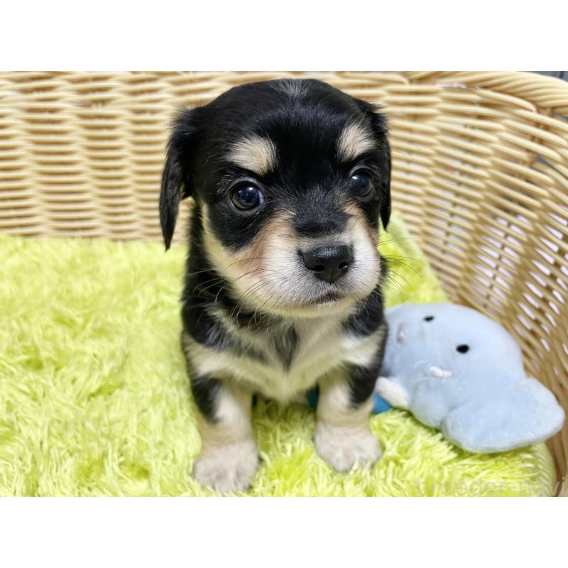 販売中の秋田県のチワックス:チワワ×ミニチュアダックスフンド-435091の8枚目