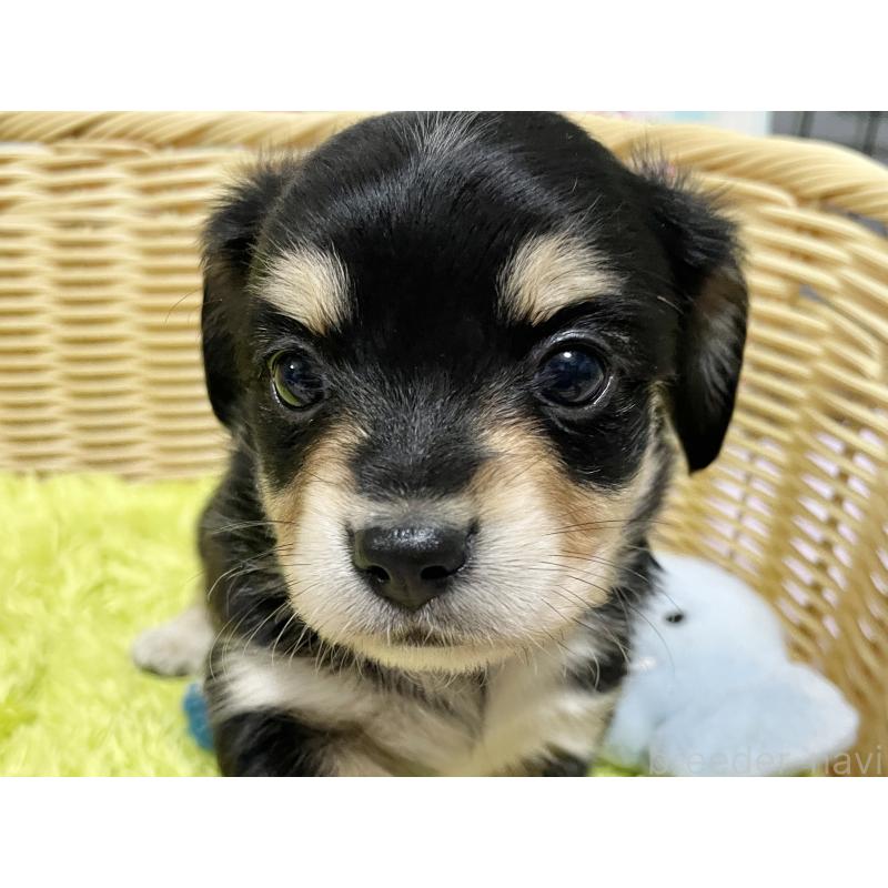 販売中の秋田県のチワックス:チワワ×ミニチュアダックスフンド-435091の7枚目