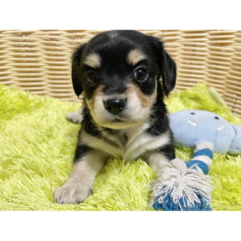 販売中の秋田県のチワックス:チワワ×ミニチュアダックスフンド-435091の4枚目