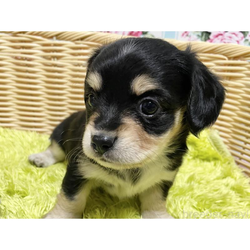 販売中の秋田県のチワックス:チワワ×ミニチュアダックスフンド-435091の2枚目