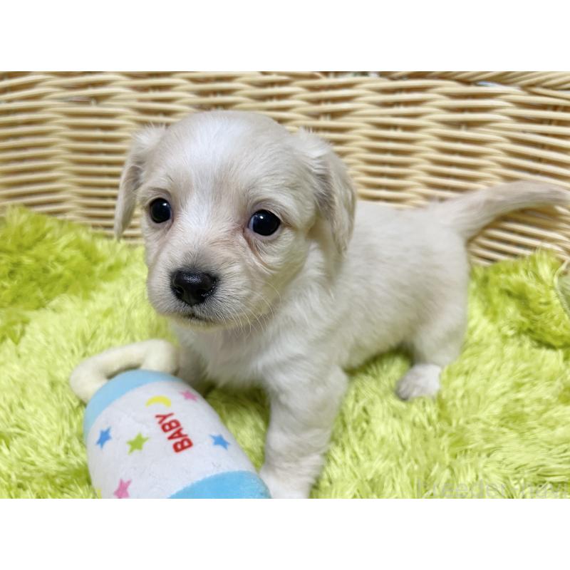 販売中の秋田県のチワックス:チワワ×ミニチュアダックスフンド-435093の11枚目