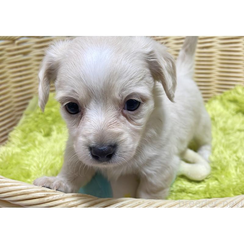 販売中の秋田県のチワックス:チワワ×ミニチュアダックスフンド-435093の10枚目