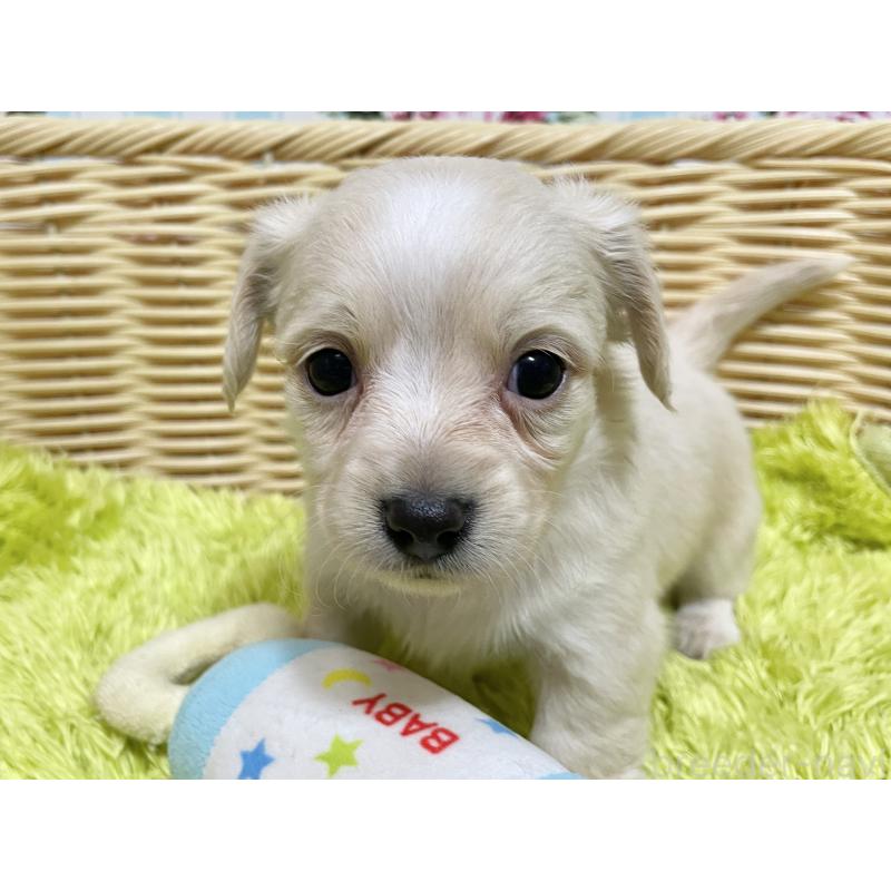 販売中の秋田県のチワックス:チワワ×ミニチュアダックスフンド-435093の9枚目