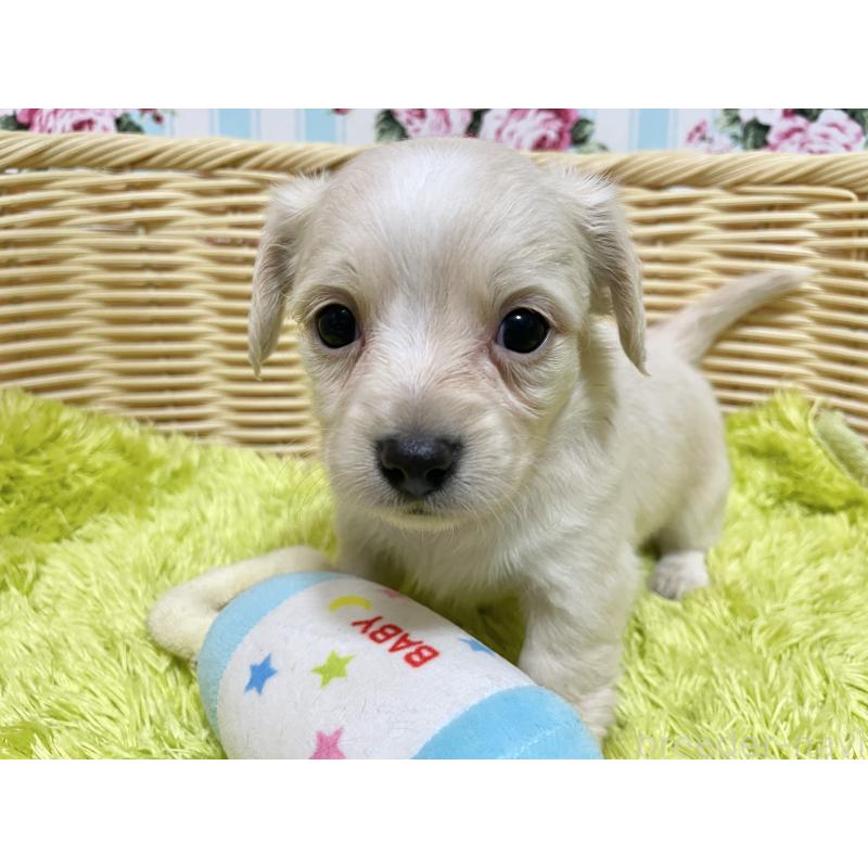 販売中の秋田県のチワックス:チワワ×ミニチュアダックスフンド-435093の8枚目