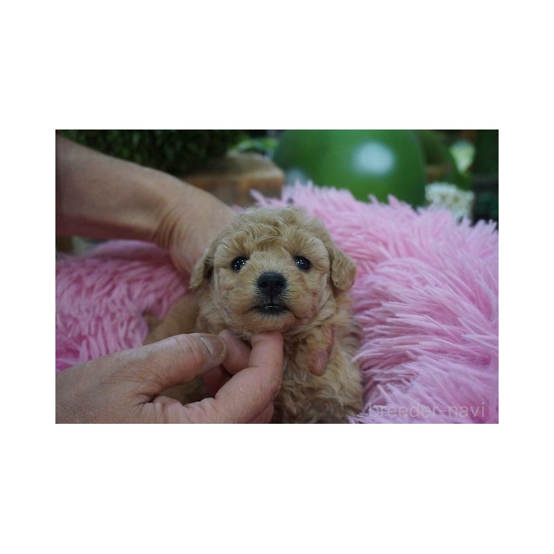 商談中の京都府のタイニープードル-435073の4枚目