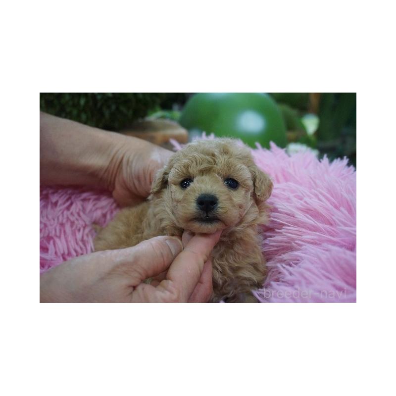 商談中の京都府のタイニープードル-435073の3枚目