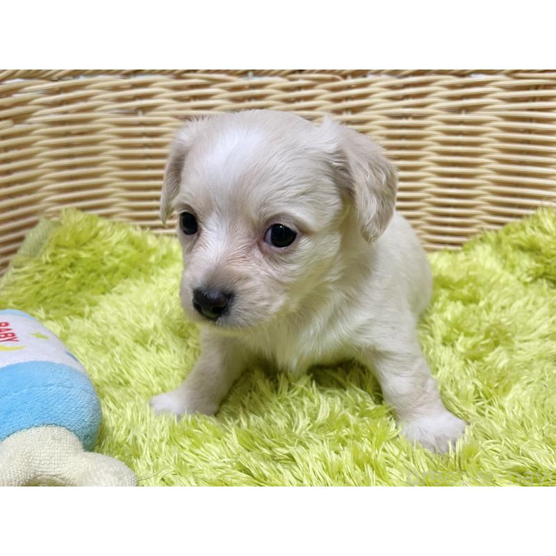 販売中の秋田県のチワックス:チワワ×ミニチュアダックスフンド-435093の7枚目