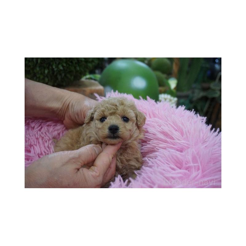 商談中の京都府のタイニープードル-435073の2枚目